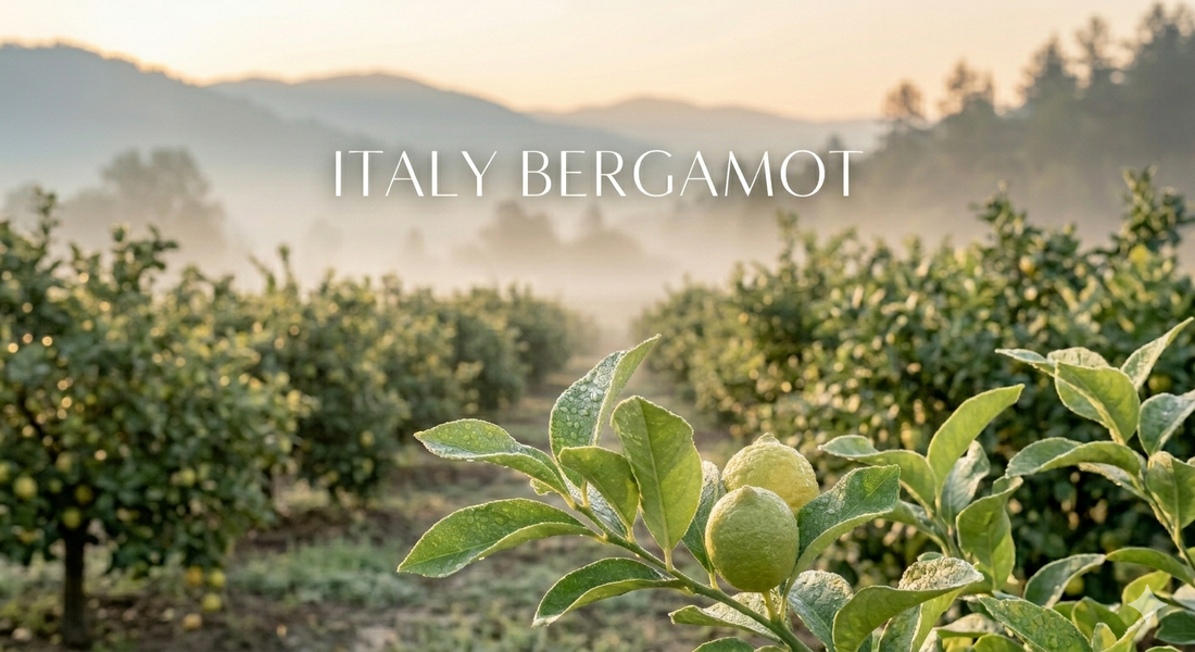 Bergamot Essential Oil — Why Almost All of It Comes From One Place