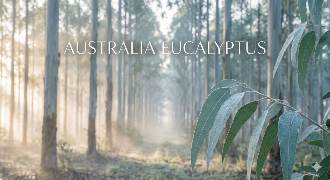 Eucalyptus Essential Oil — Why the Species Matters More Than the Country