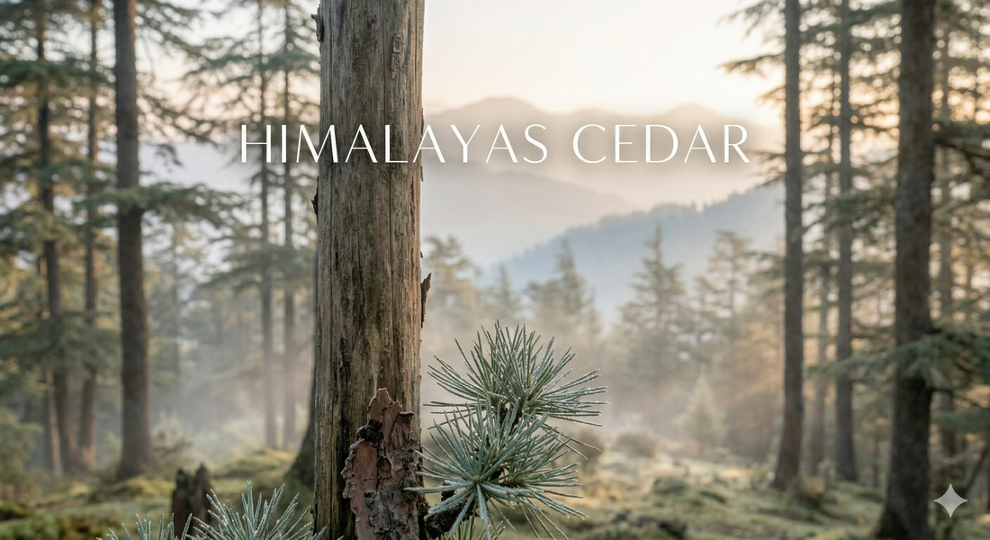 Cedarwood Essential Oil — Himalayan vs Atlas vs Virginia, Explained