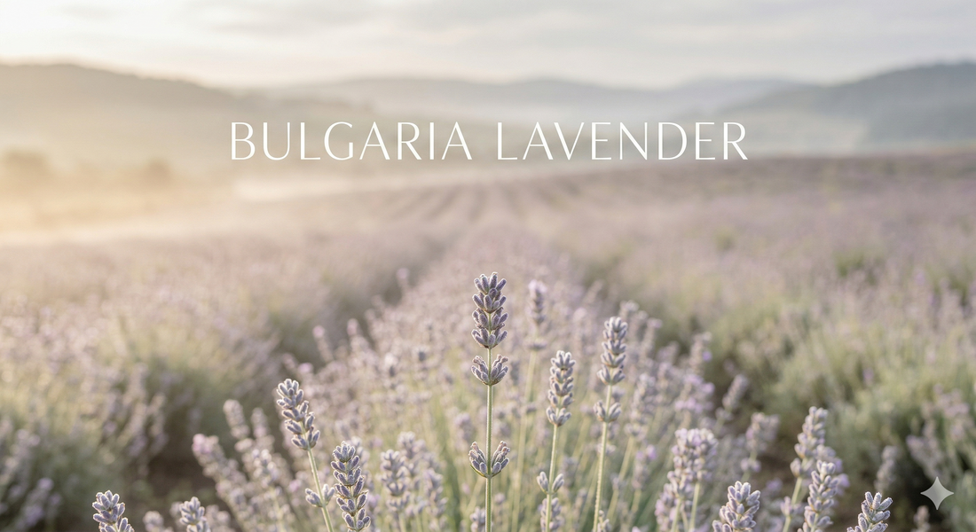 Bulgarian vs French Lavender Essential Oil — What's the Real Difference?