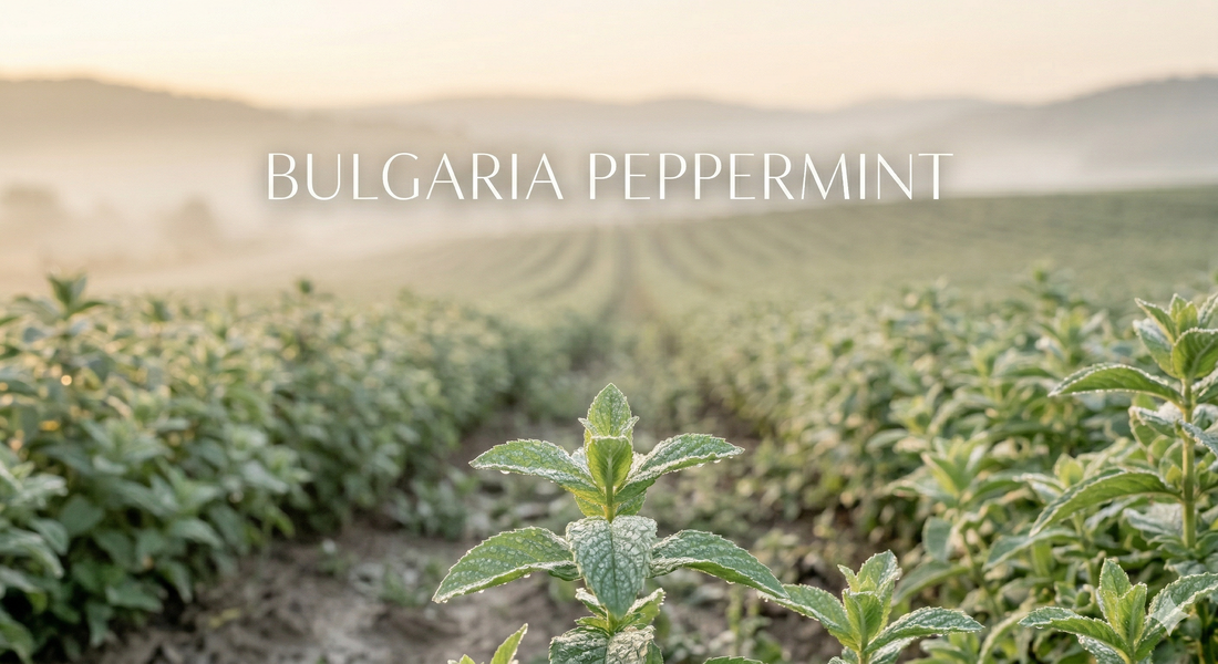 Peppermint Essential Oil — True Peppermint vs Cornmint, and Why It Matters