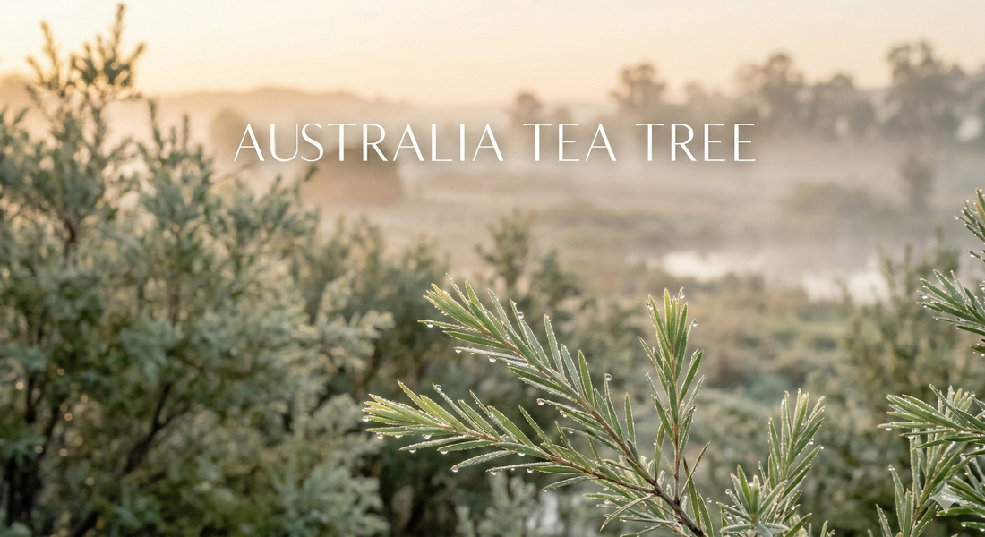 Tea Tree Essential Oil — What ISO 4730 Means and Why It's the Only Number That Matters
