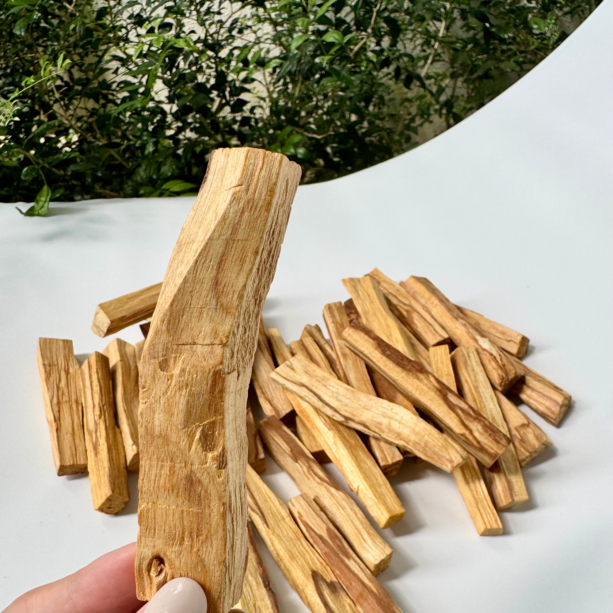 Palo Santo Sticks — High Resin, Peru Origin | Natural Energy Cleansing Wood
